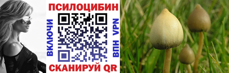 Купить  Заринск  Псилоцибиновые грибы мицелий 